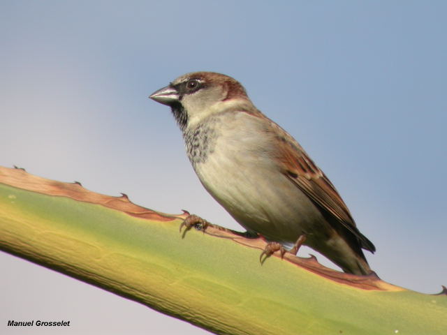 Photo (14): House Sparrow