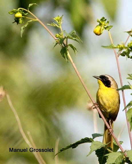 Photo (1): Hooded Yellowthroat