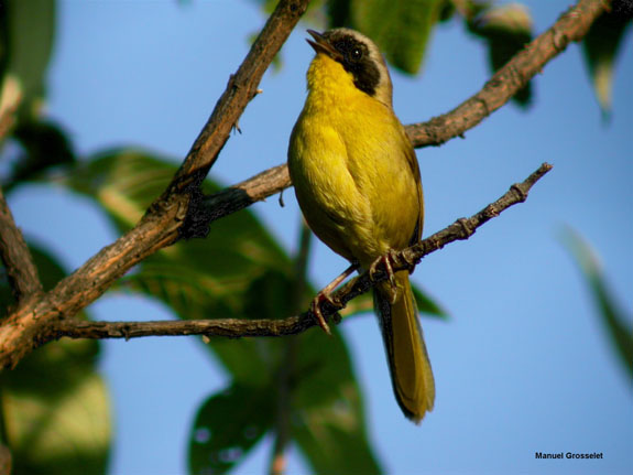 Photo (2): Hooded Yellowthroat