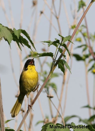 Photo (4): Hooded Yellowthroat