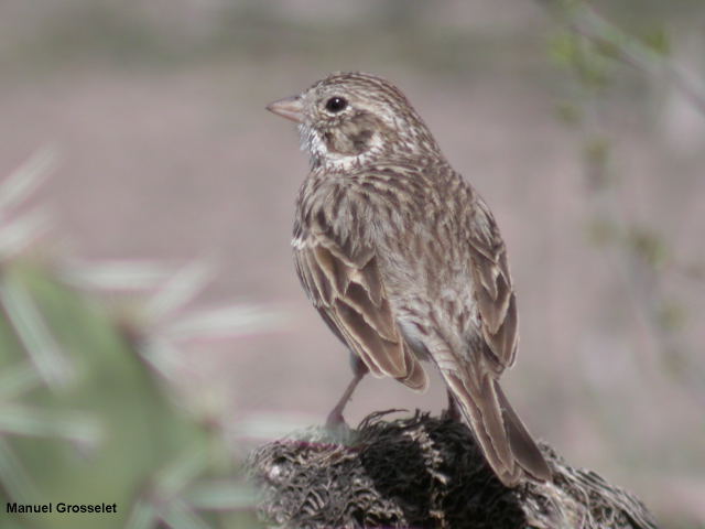 Photo (18): Vesper Sparrow