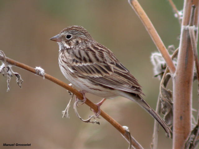 Photo (4): Vesper Sparrow