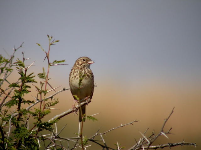Photo (7): Vesper Sparrow