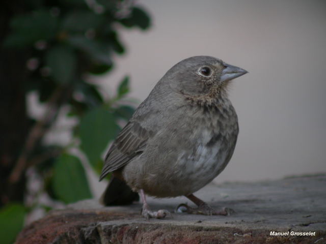 Photo (14): Canyon Towhee