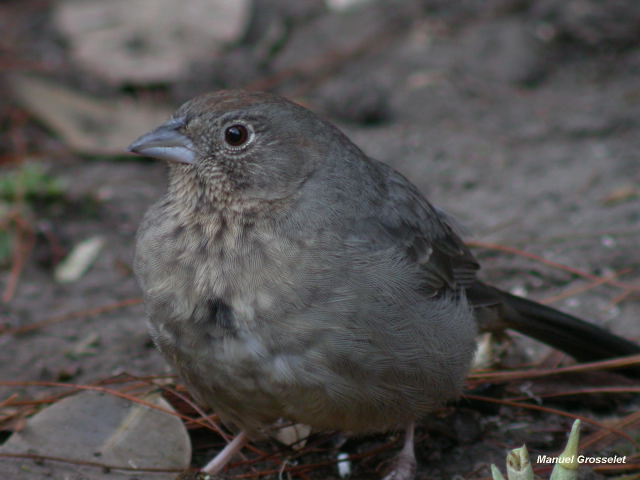 Photo (11): Canyon Towhee