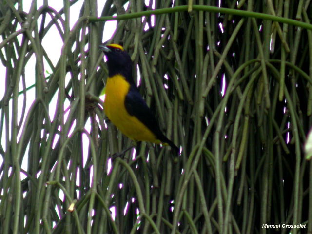 Photo (2): Scrub Euphonia