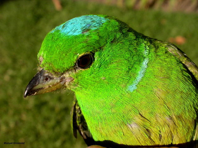 Photo (1): Blue-crowned Chlorophonia