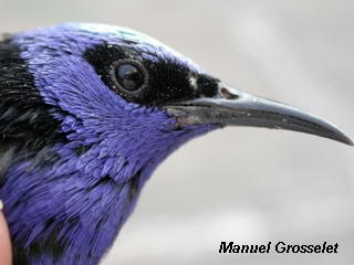 Photo (1): Red-legged Honeycreeper