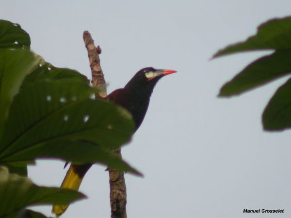 Photo (9): Montezuma Oropendola