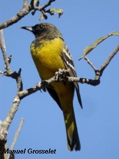 Photo (17): Scott's Oriole