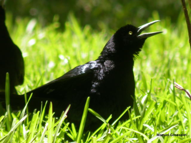 Photo (12): Great-tailed Grackle
