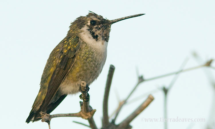 Photo (8): Costa's Hummingbird