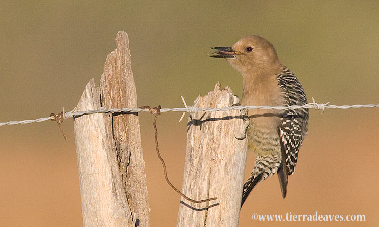 Photo (4): Gila Woodpecker