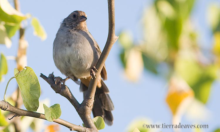 Photo (5): California Towhee