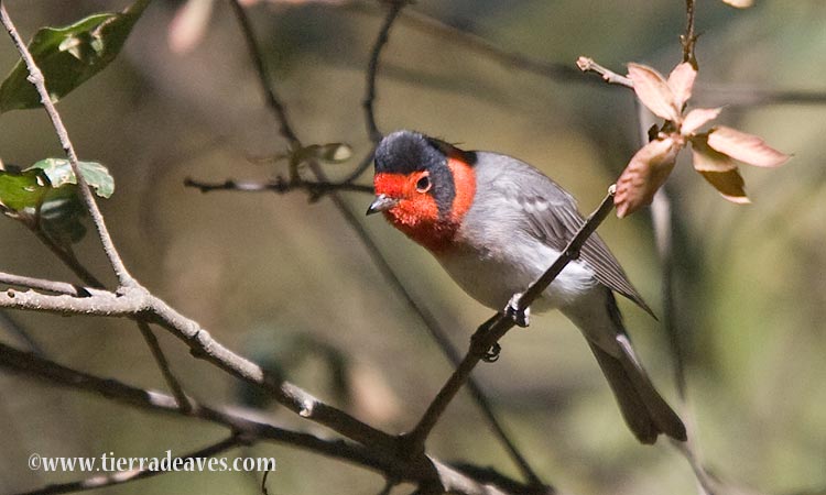 Photo (9): Red-faced Warbler