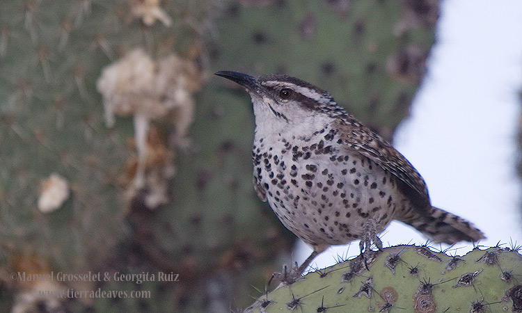 Photo (1): Boucard's Wren