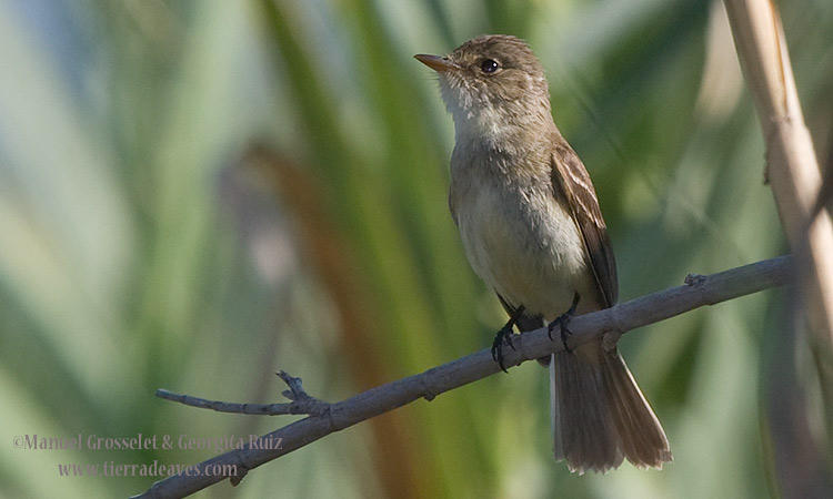 Photo (1): White-throated Flycatcher