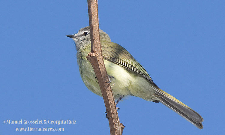 Photo (4): Greenish Elaenia