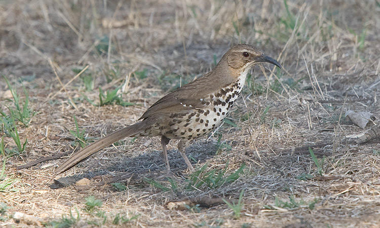 Photo (1): Ocellated Thrasher