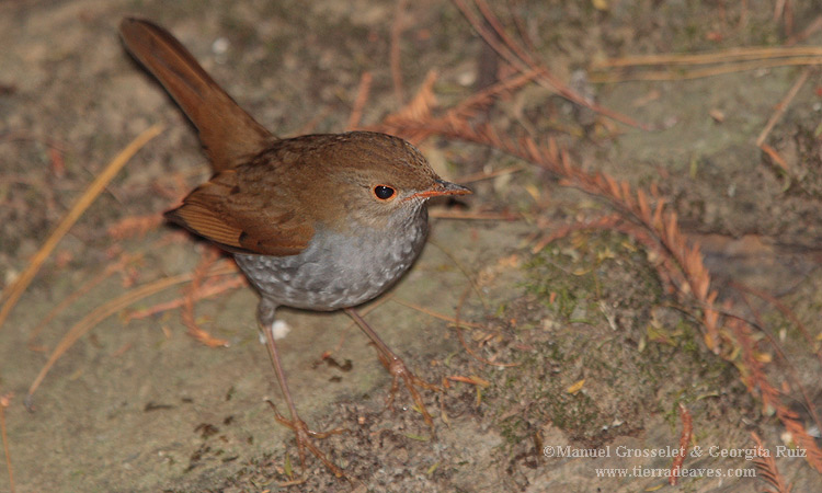 Photo (2): Orange-billed Nightingale-Thrush