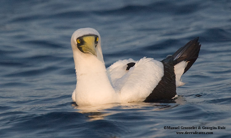 Photo (6): Masked Booby