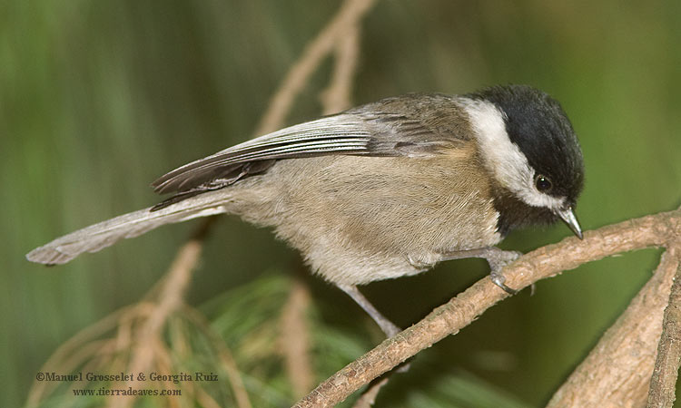 Photo (1): Mexican Chickadee