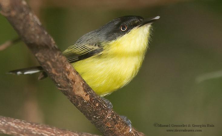 Photo (2): Common Tody-Flycatcher