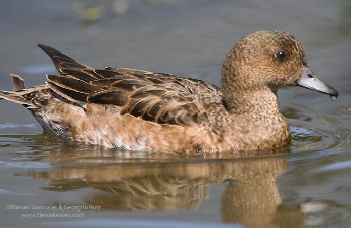 Photo (19): Eurasian Wigeon