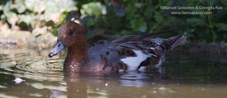 Photo (18): Eurasian Wigeon