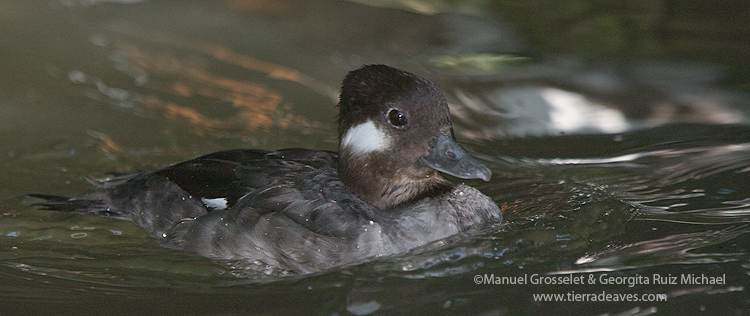 Photo (24): Bufflehead