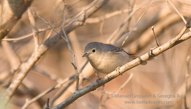 Photo (5): Lucy's Warbler
