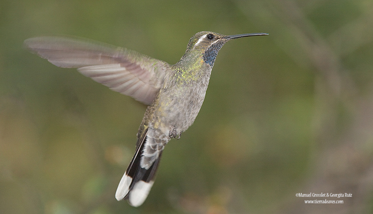 Photo (1): Blue-throated Hummingbird