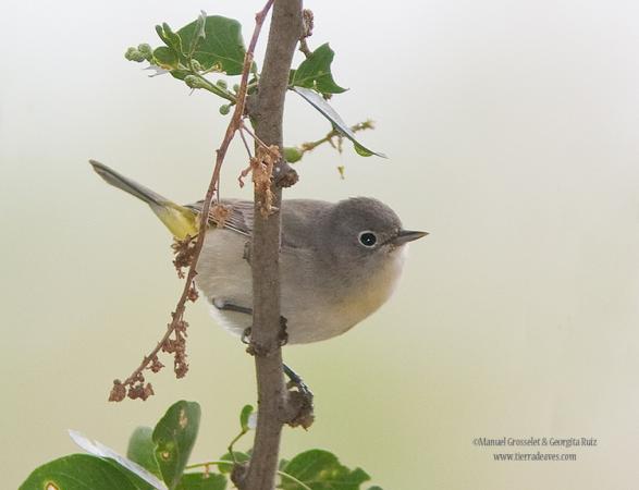 Photo (16): Virginia's Warbler