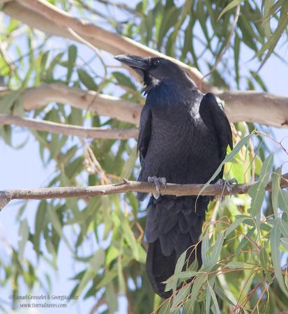Photo (1): Chihuahuan Raven