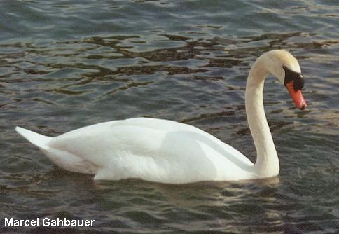 Photo (6): Mute Swan