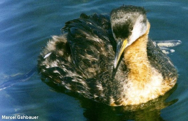 Photo (9): Red-necked Grebe