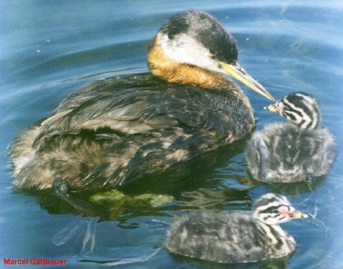 Photo (19): Red-necked Grebe