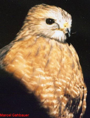 Photo (5): Red-shouldered Hawk