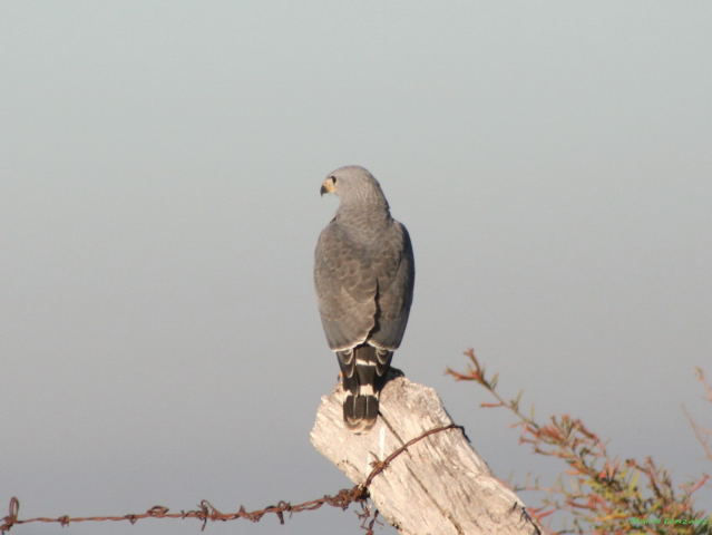 Photo (5): Gray-lined Hawk
