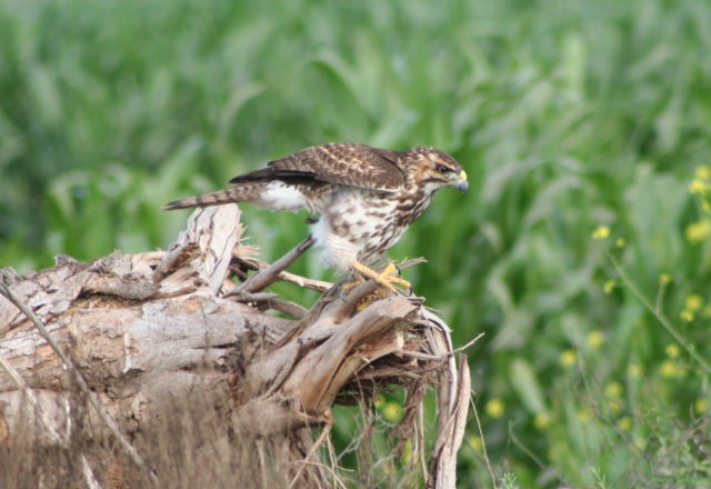 Photo (22): Gray-lined Hawk