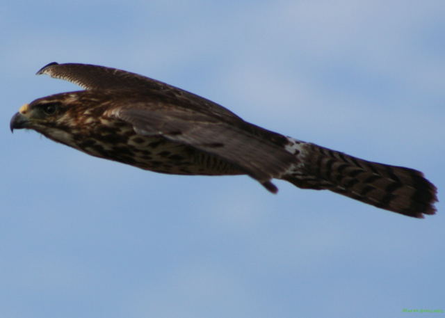 Photo (23): Gray-lined Hawk
