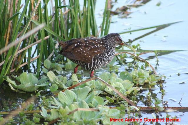 Photo (1): Spotted Rail
