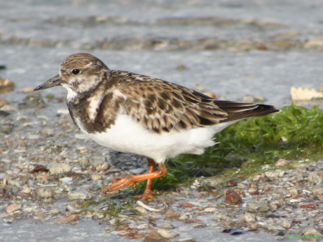 Photo (6): Ruddy Turnstone