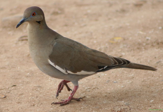 Photo (1): White-winged Dove