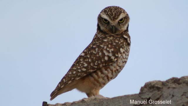 Photo (19): Burrowing Owl