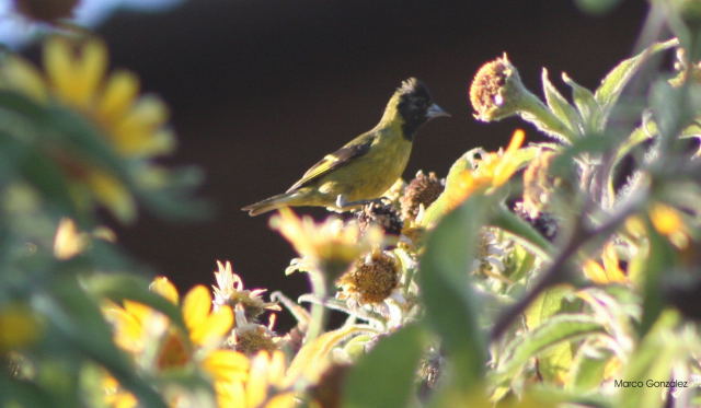 Photo (2): Black-headed Siskin