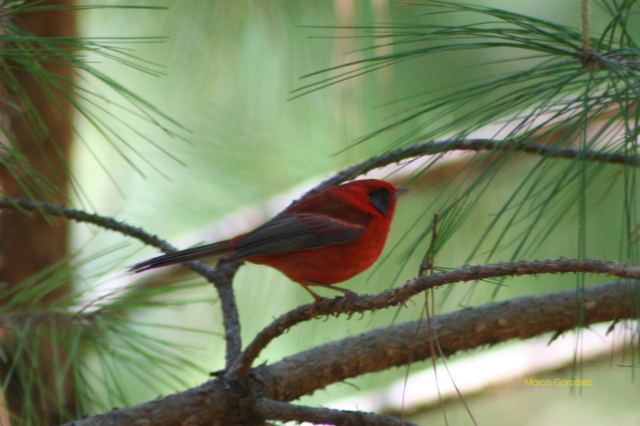 Photo (2): Red Warbler