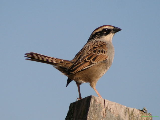 Photo (1): Striped Sparrow