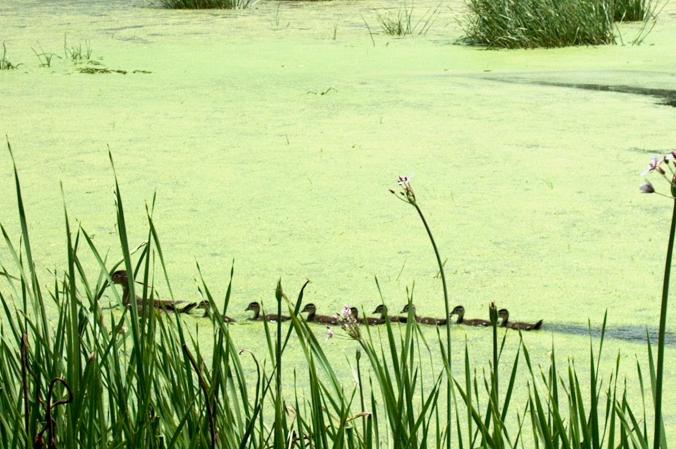 Photo (9): Wood Duck