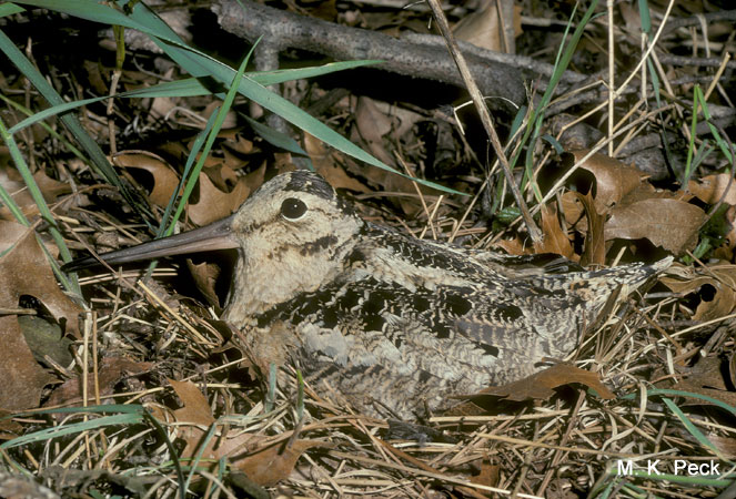 Photo (6): American Woodcock